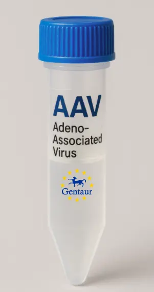 RAB40C AAV Vector (Mouse) (CMV)